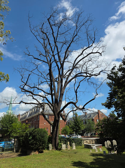 Historic Walnut Pen — Walker–Benson Series